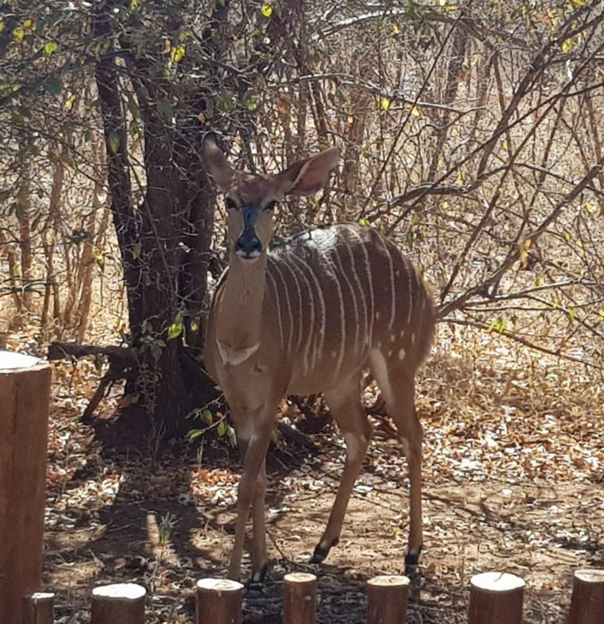 At Rest Bushstay Hoedspruit Exterior photo